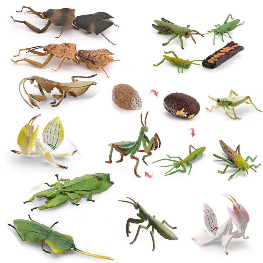 Realistic Orchid Mantis Dead L - Kids Toys China review and price