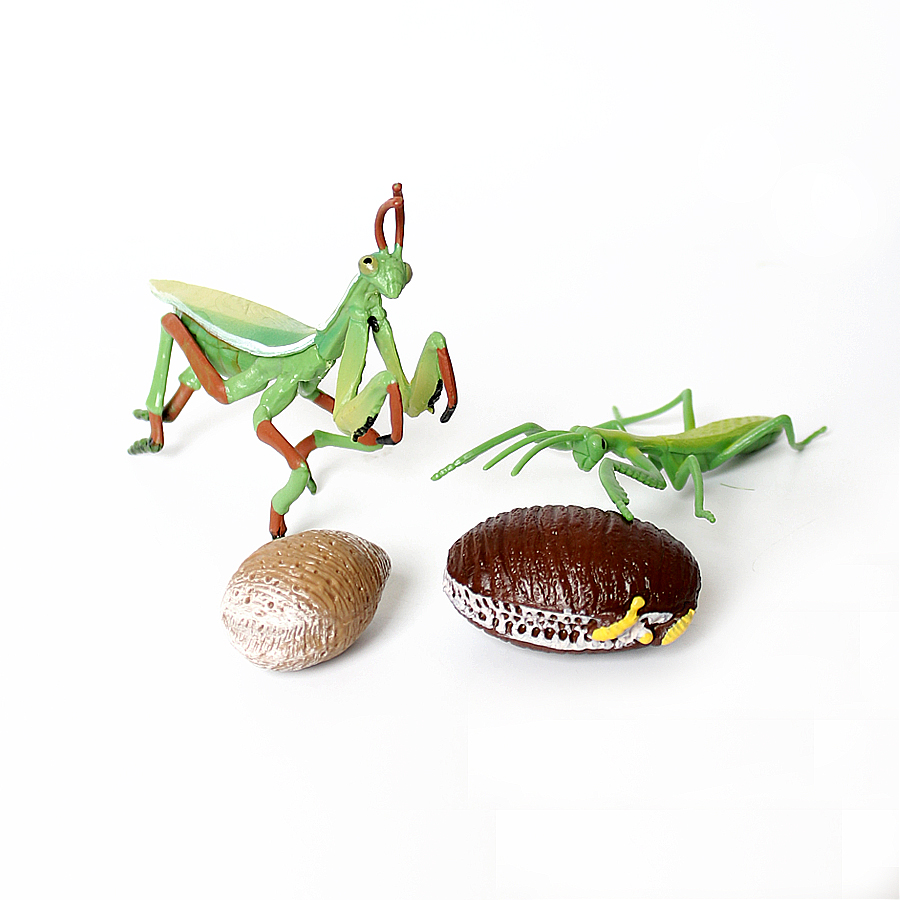 Realistic Orchid Mantis Dead L - Kids Toys China review and price